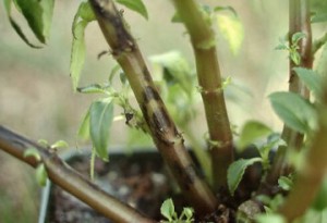 TSWV - Brown stems on New Guinea impatiens with Tomato spotted wilt virus