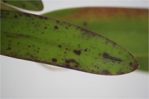 Symptômes sur feuilles d’orchidée Cattleya sp. Causés par l’Odontoglossum ringspot tobamovirus, ringspot. Dr. R. McMillan, Homestead Floride.