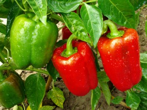 pepper plant with fruits