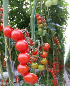 Tomato disease