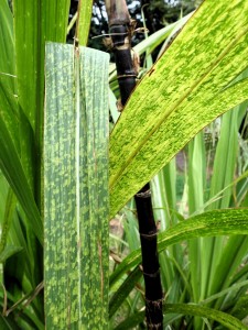 Sugarcane Mosaic Virus