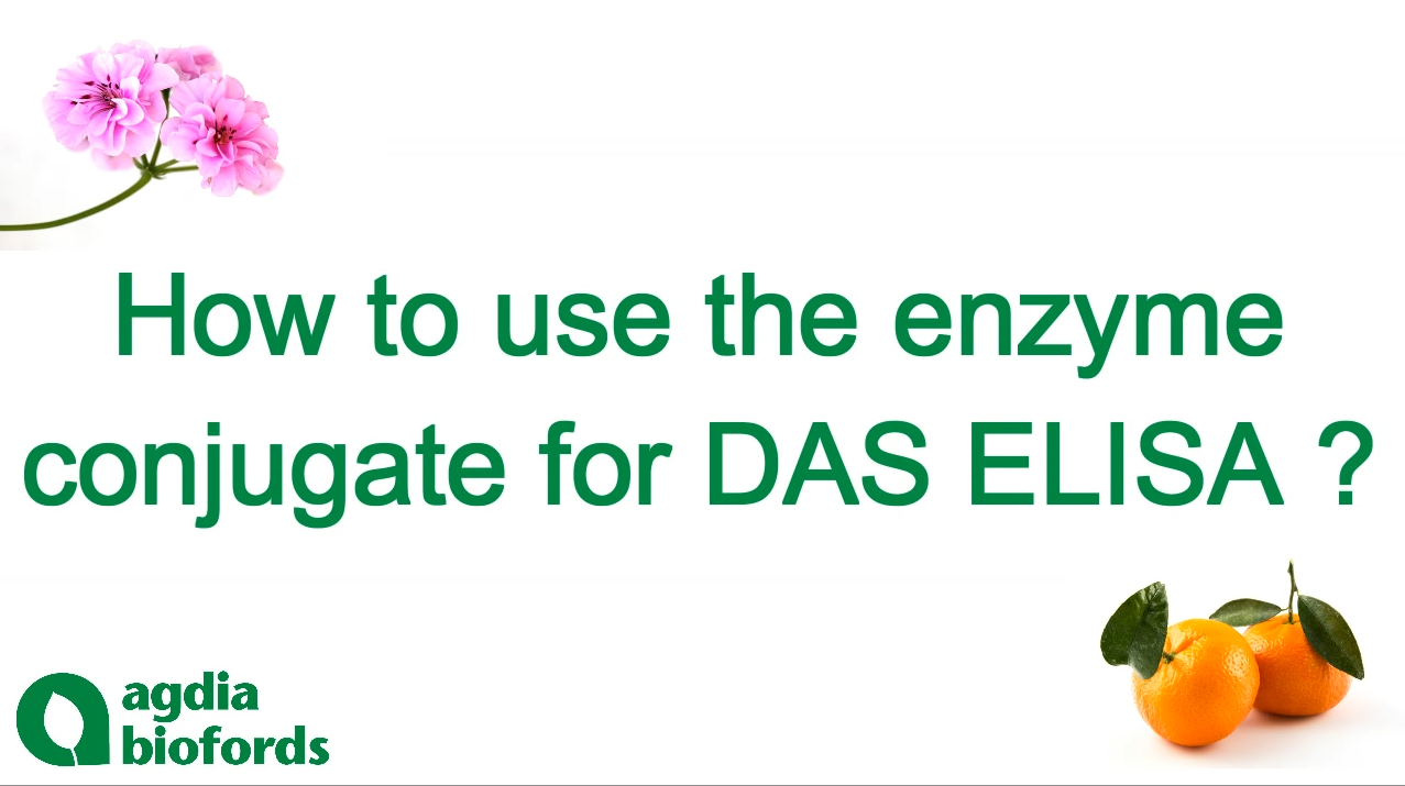 Image how to use the enzyme conjugate for DAS ELISA Agdia EMEA