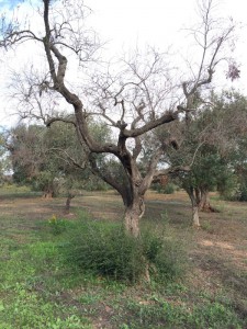 Olive tree infected by Xylella Fastidiosa